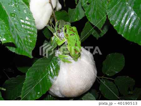 モリアオガエル産卵 40190513