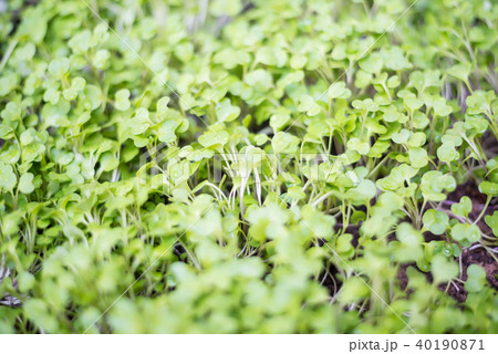 Kale in the plots. 40190871
