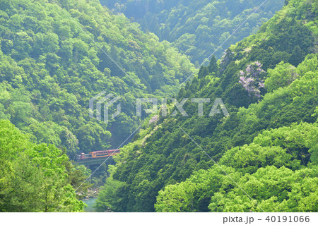 新緑の保津峡を走る嵯峨野観光鉄道のトロッコ列車　その２ 40191066