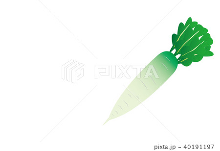 野菜だいこん 40191197