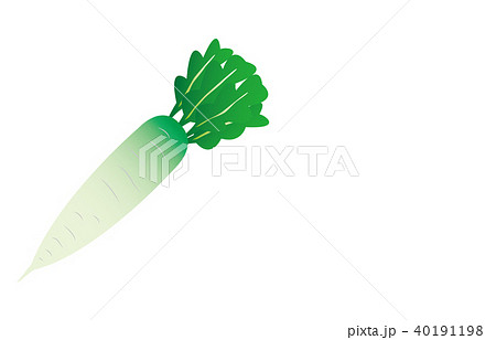 野菜だいこん 40191198
