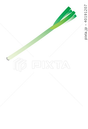 野菜ながねぎ 40191207