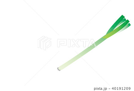 野菜ながねぎ 40191209