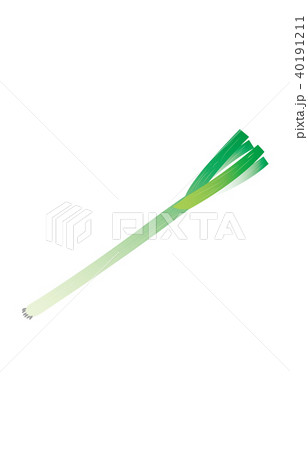 野菜ながねぎ 40191211