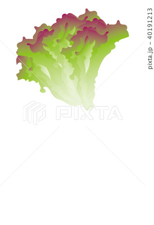 野菜サニーレタス 40191213