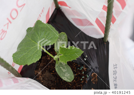 キュウリ、ハモグリバエ食害 キュウリ、ハモグリバエ食害 40191245