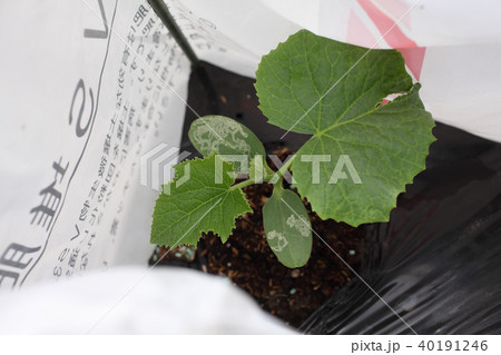 キュウリ、ハモグリバエ食害 キュウリ、ハモグリバエ食害 40191246