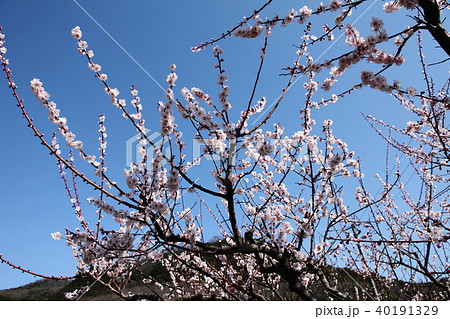 白貝の浦の梅 40191329