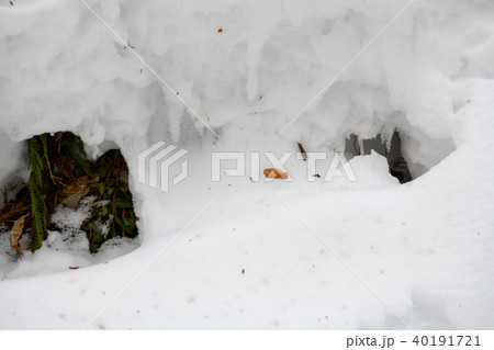 雪溜まり・五色沼自然探勝路（福島県） 40191721