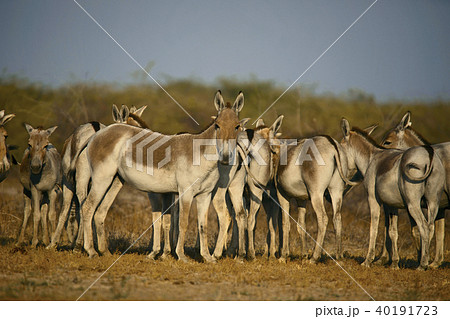 Asiatic Wild Ass, Equus hemionus khur, Gujarat Asiatic Wild Ass, Equus hemionus khur, Gujarat 40191723