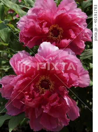 ボタン 品種名 春彩 ボタン 品種名 春彩 40191763