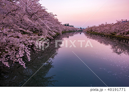 弘前公園の桜 西濠 早朝 春陽橋から  弘前公園の桜 西濠 早朝 春陽橋から  40191771