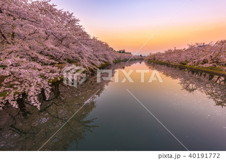 弘前公園の桜 西濠 早朝 春陽橋から 弘前公園の桜 西濠 早朝 春陽橋から 40191772