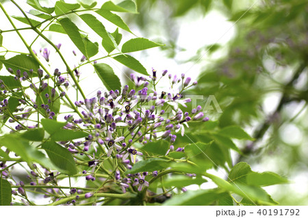 栴檀。 栴檀。 40191792