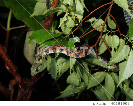 ヤマカガシ 40191905