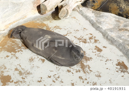 バイカルアザラシの日光浴 40191931