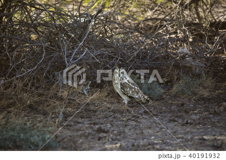 Short-eared Owl, Asio flammeus, Rann of Kutch 40191932