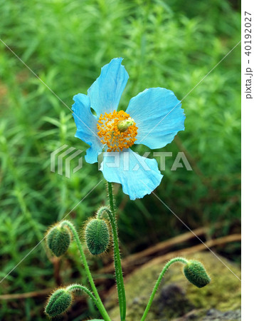 青いケシの花−1 青いケシの花−1 40192027