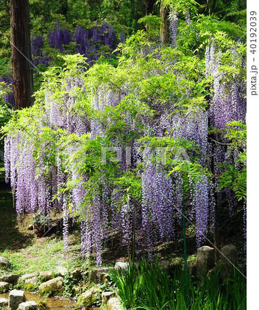 万葉植物園 藤棚 4の写真素材