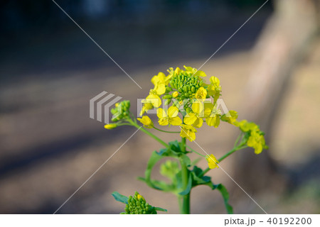 菜の花・油面公園（東京都） 40192200