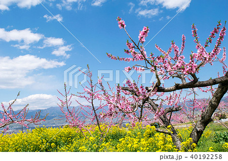 山梨県　春の桃源郷　桃畑　釈迦堂PA地区 40192258