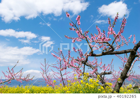 山梨県 春の桃源郷 桃畑 釈迦堂pa地区の写真素材