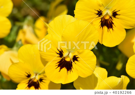 早春の花 早春の花 40192266