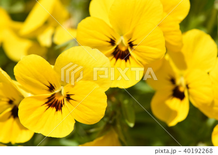 早春の花 早春の花 40192268