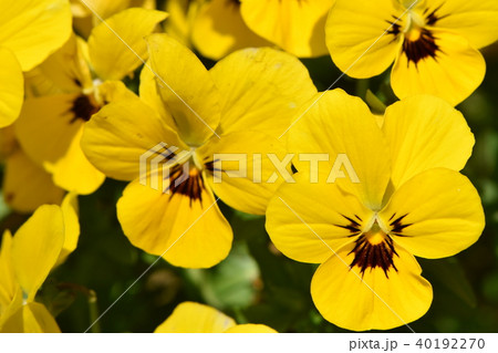 早春の花 早春の花 40192270
