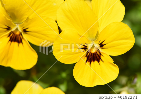 早春の花 40192271