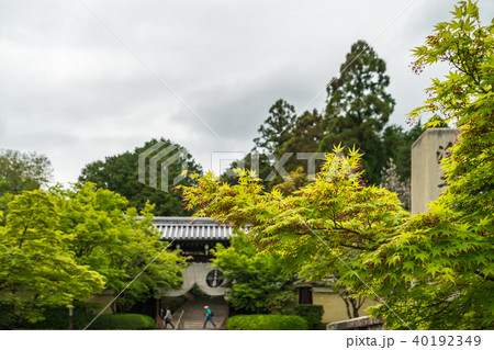 京都府 春の光明寺 京都府 春の光明寺 40192349
