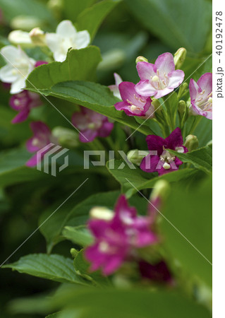 ウツギ。 ウツギ。 40192478