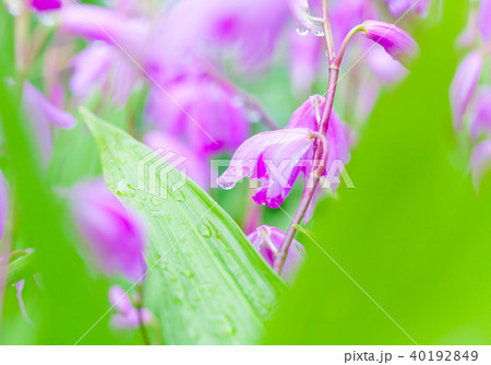 紫蘭、シラン、雨上がり、しずく 40192849