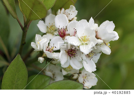 シャリンバイ。 40192885