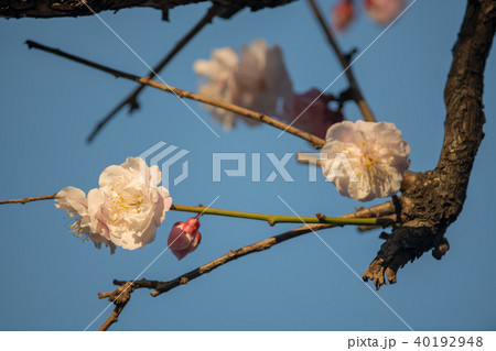 寒紅梅の花・油面公園（東京都） 40192948