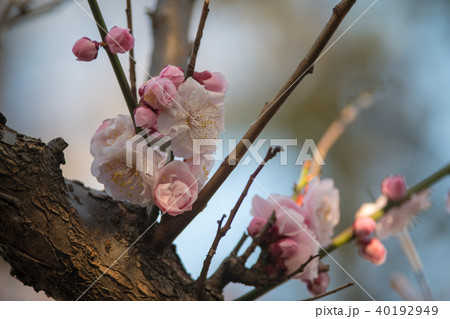 寒紅梅の花・油面公園（東京都） 40192949