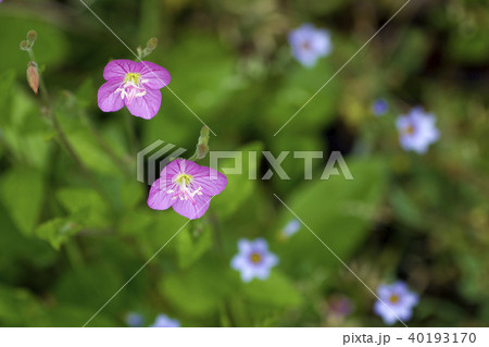 ユウゲショウ。 ユウゲショウ。 40193170