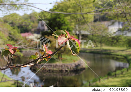 アカメガシワ 40193369