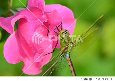 ギンヤンマの雄 ギンヤンマの雄 40193414