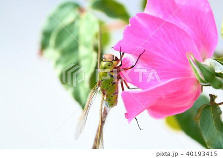 ギンヤンマの雄 40193415