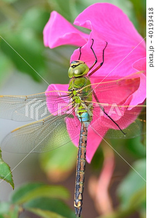 ギンヤンマの雄 40193418