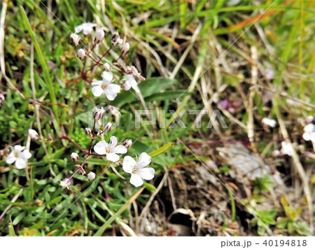 チロルアルプスの高山植物:白色系17 チロルアルプスの高山植物:白色系17 40194818