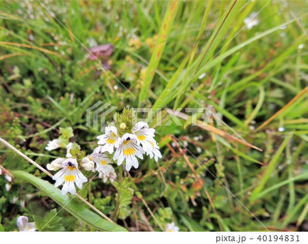 チロルアルプスの高山植物:白色系8 チロルアルプスの高山植物:白色系8 40194831