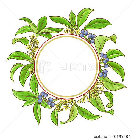 osmanthus vector frame 40195204