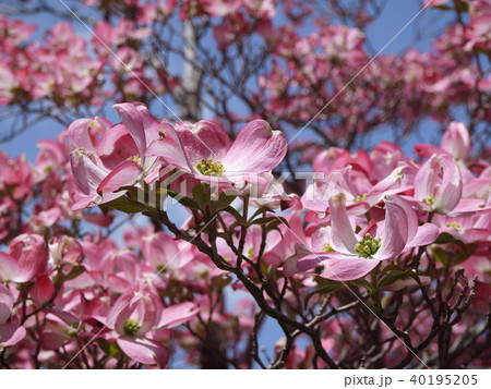 ハナミズキ　ピンク② 40195205