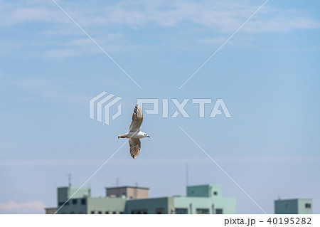 飛翔するユリカモメ 飛翔するユリカモメ 40195282