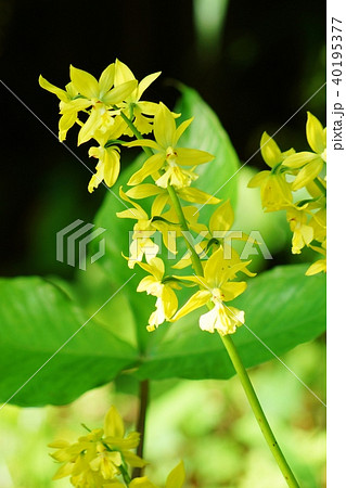 春から初夏の日本の野の花・林に咲く日本固有種のキエビネの美しい花・縦位置 40195377