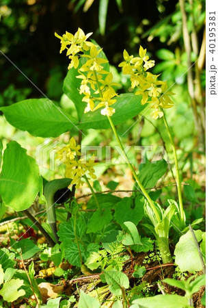 春から初夏の日本の野の花・林に咲く日本固有種のキエビネの美しい花・縦位置 40195381