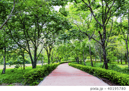 跡 階段状 林 40195780