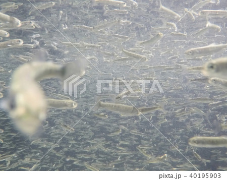 さけの稚魚(群泳) さけの稚魚(群泳) 40195903